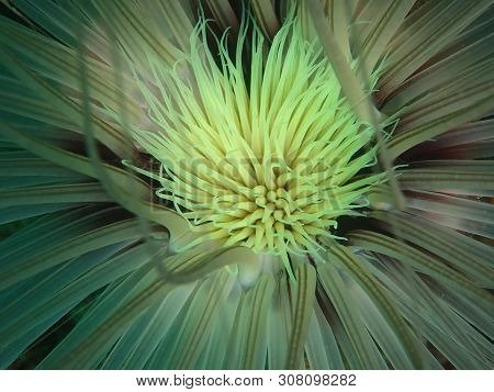 Closeup Of The Beautiful Tube Anemone During A Leisure Dive In Tunku Abdul Rahman Park, Kota Kinabal