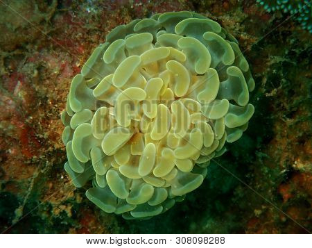 Closeup Of The Beautiful Hammer Coral Anemone Sea During A Leisure Dive In Tunku Abdul Rahman Park, 