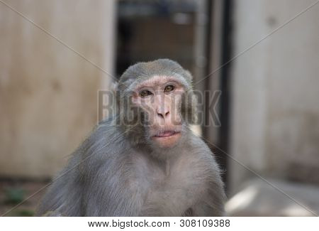 The Rhesus Macaque Monkey Sitting And Looking Away Curiously