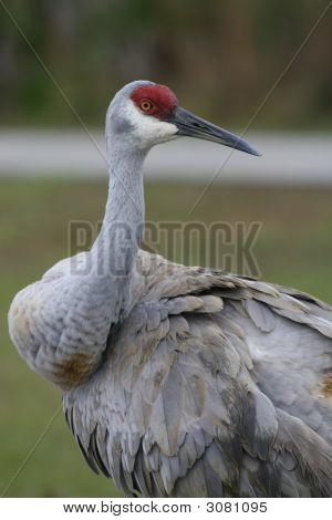 Sandhill Crane Looking Backward