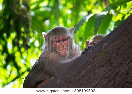 The Rhesus Macaque Monkey Sleeping On The Tree