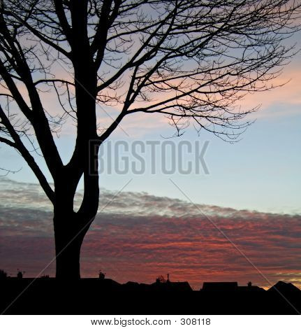 夕阳树剪影 2