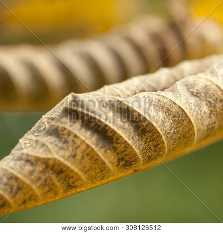 Autumn Rolled Yellow Leaves