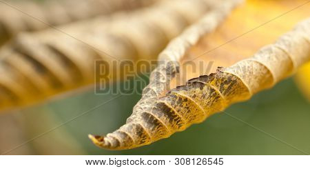 Autumn Rolled Yellow Leaves