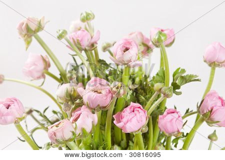 Ranuncolo rosa