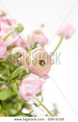 Ranuncolo rosa