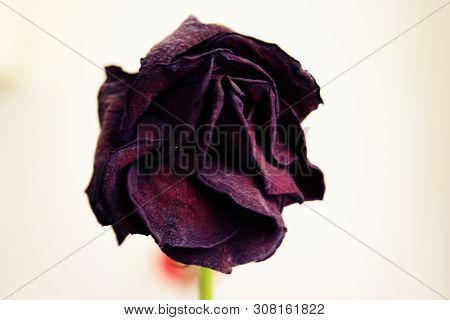 Withered Purple Rose On White Background. Closeup Photography.