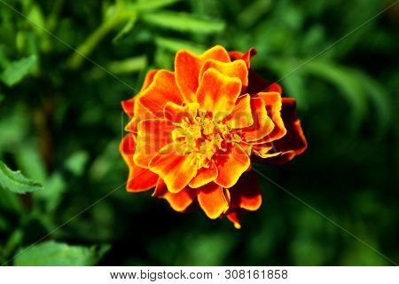 Closeup Photography Marigold On Blured Background. Amazing Flowers.