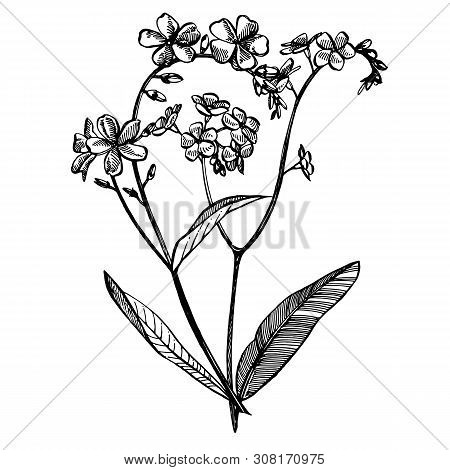 Forget-me-not Flowers. Botanical Illustration. Good For Cosmetics, Medicine, Treating, Aromatherapy,