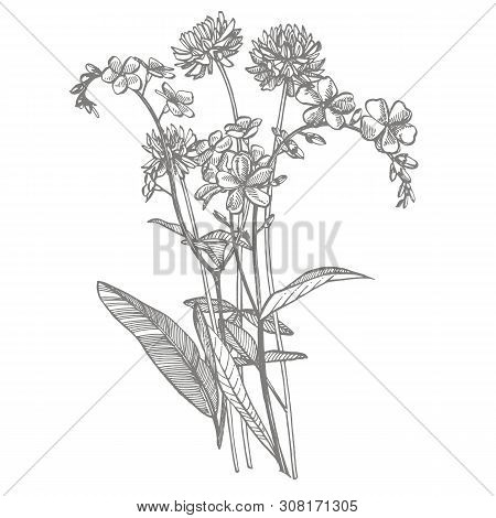 Branch Of Wild Plant Forget-me-not And Clover. Vintage Engraved Illustration. Bouquet Of Hand Drawn 