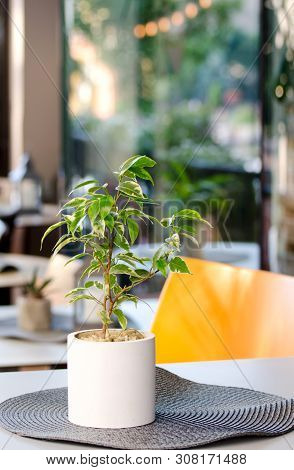 Flower Pot With Ficus Benjamina Houseplant Standing In The Table Of Summer Terrace In A City Cafe.