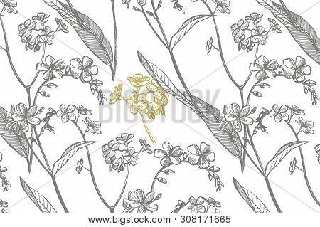Collection Of Hand Drawn Flowers And Plants. Botany. Set. Vintage Flowers. Black And White Illustrat
