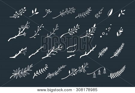 Vector Hand Drawn Vintage Floral Elements. Set Of Forest Doodle Flowers And Brunches For Wedding, Bi