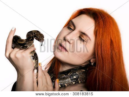 Sexy Redhead Woman Holding Snake. Close-up Photo Girl With Pygmy Python On A White Background