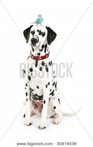 Dalmatian Puppy With Blue Budgerigar On Head