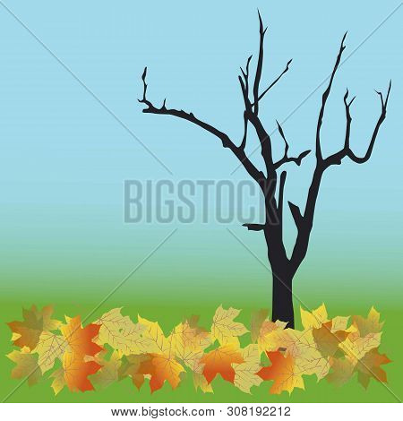 Fallen Autumn Leaves, Blue Sky Background, Silhouette Of The Tree