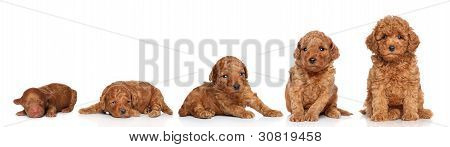 トイプードル。子犬の成長