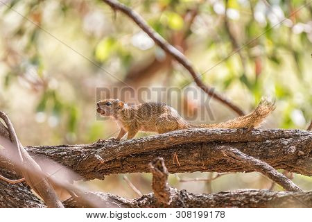 A Tree Squirrel, Also Called Smiths Bush Squirrel, Parexerus Cepapi, With An Acorn In Its Mouth