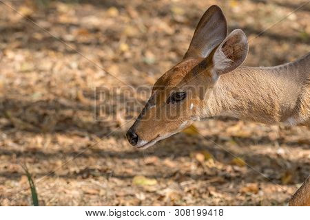 Head And Neck Of A Bushbuck Ewe, Tragelaphus Scriptus