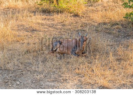 A Tsessebe Calf, Damaliscus Lunatus, Lying In Grass