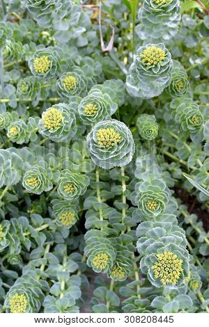 Blossoming Of A Rhodiola Pink (rhodiola Rosea L.)