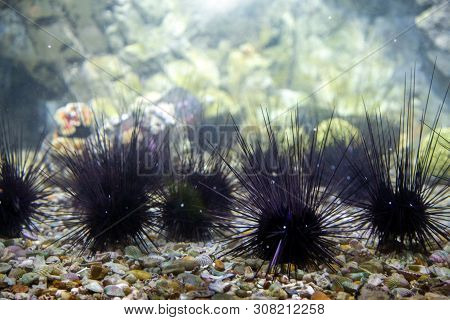 Underwater Life Spined Animal Undersea Sealive