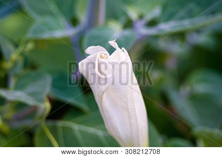 Devils Trumpet, Datura Flower, Moonflower, Datura Metel, Angel Trumpet, Thorn-apple In The Garden, C