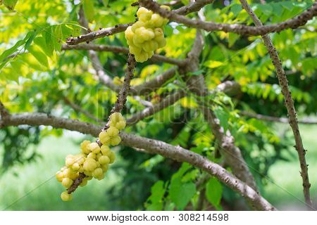 Star Gooseberry Fruit. Phyllanthus Acidus, Nature Background
