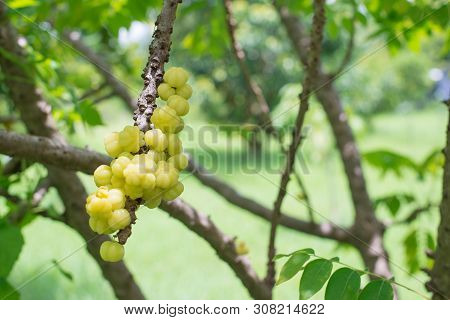 Star Gooseberry Fruit. Phyllanthus Acidus, Nature Background
