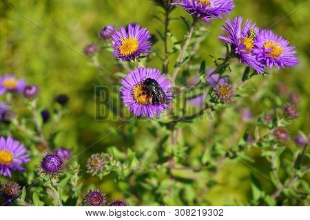 A Black Two-spotted Longhorn Bee (melissodes Bimaculata) Gathers Nectar From The Inflorescence Of A 