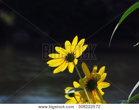 Jerusalem Artichoke ( Helianthus Tuberosus ) Flower. River Ibar, Serbia
