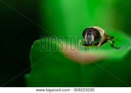 Hoverfly Sits On A Leaf, Macro Photo, Close-up, Syrphidae, Arthropoda, Insecta, Diptera