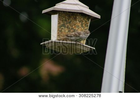 House Sparrow With Suet Pellet In Bill On Bird Feeder