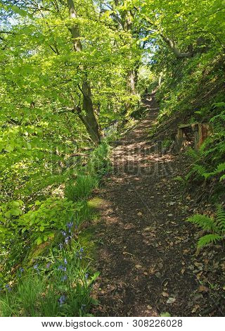 A Narrow Path Through Vibrant Green Spring Woodland Along The Side Of A Steep Valley Surrounded By F