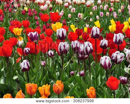 The Plot Is Planted With Blooming Bright Tulips Of Different Varieties. Spring.