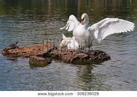 Two Swans And A Turtle On A Stone On The Pond. One Swan Spread Its Wings And Dries Them In The Sun, 