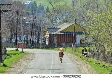 A Horse With A Flowing Mane Runs Along The Road In The Village. Along The Roadside Are Pillars, Hous