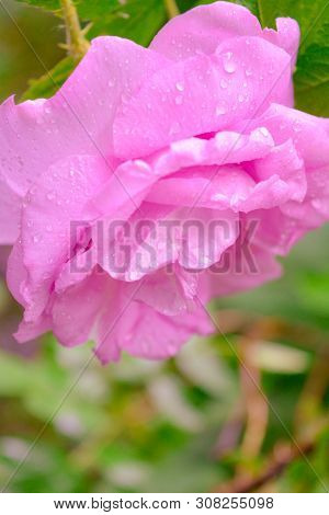 Closeup Of Pink Dogrose Or Briar Flower With Soft Focus. Macro View Of Flowering Rose Hips Of Briar 