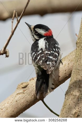 A Male Downy Woodpecker (dryobates Pubescens) Looks Away From A Tree Branch