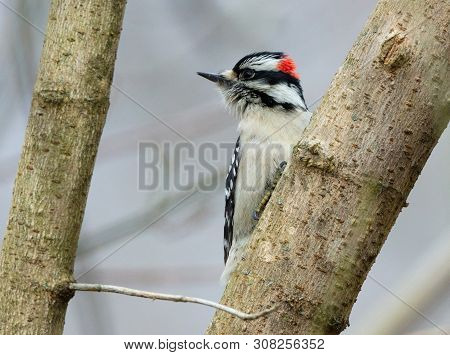 A Male Downy Woodpecker (dryobates Pubescens) Looks Away From A Tree Branch