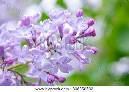 Lilac Shrub Flowers Blooming In Spring Garden. Common Lilac Syringa Vulgaris Bush. Close-up With Sof