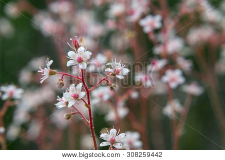 Blooming Flowers Of Saxifrage Umbrosa In The Summer Garden Close-up