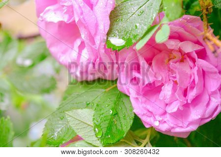 Closeup Of Pink Dogrose Or Briar Flower With Soft Focus. Macro View Of Flowering Rose Hips Of Briar 