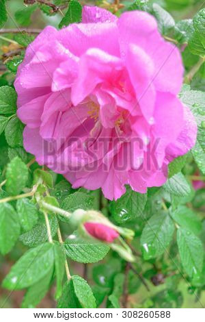 Closeup Of Pink Dogrose Or Briar Flower With Soft Focus. Macro View Of Flowering Rose Hips Of Briar 