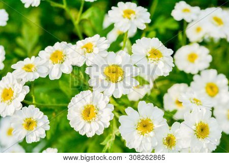 White And Yellow Flowers Of Feverfew Pyrethrum Or Tanacetum Corymbosum Or Chrysanthemum Parthenium C
