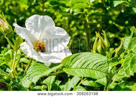 Closeup Of White Dogrose Or Briar Flower With Soft Focus. Macro View Of Flowering Rose Hips Of Briar