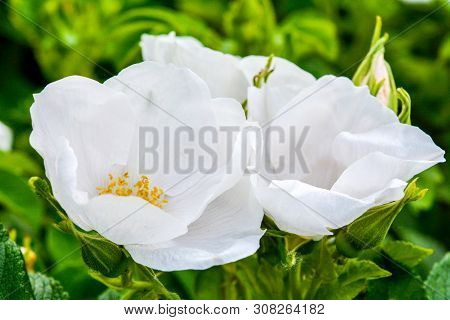 Closeup Of White Dogrose Or Briar Flower With Soft Focus. Macro View Of Flowering Rose Hips Of Briar