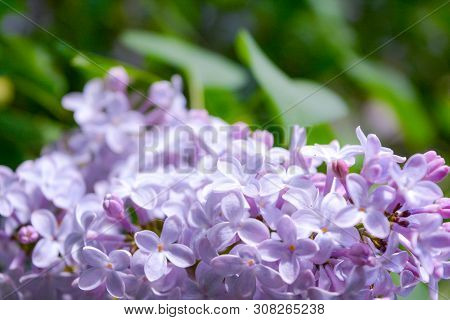Lilac Shrub Flowers Blooming In Spring Garden. Common Lilac Syringa Vulgaris Bush. Close-up With Sof