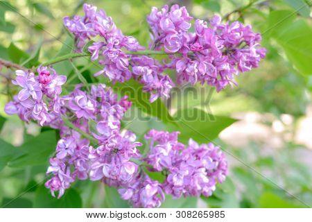 Lilac Shrub Flowers Blooming In Spring Garden. Common Lilac Syringa Vulgaris Bush. Close-up With Sof