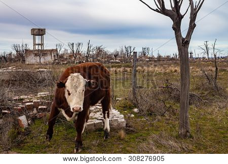 Cows In The Flooded City Of Epecuen. Cattle In The Ghost Town. Ruins In The Province Of Buenos Aires